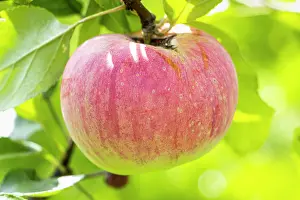 Ancient: Apple Peasgood's not such, Malus domestica Peasgood's
