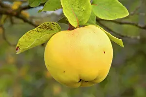 Cydonia: apple quince - ripe, yellow fruit of an apple quince