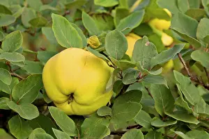 Cydonia: apple quince - ripe, yellow fruits of apple quince