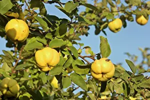Cydonia: apple quince - ripe, yellow fruits of apple quince