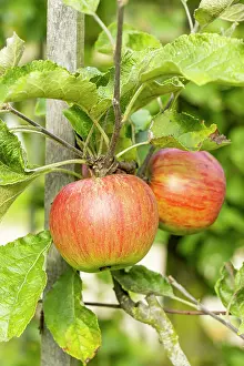 Ancient: Apple Reinette du Luxembourg, Malus domestica