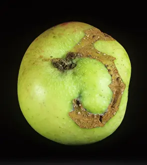 Scar: Apple sawfly scar on apple