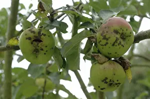 Scab: Apple scab infection