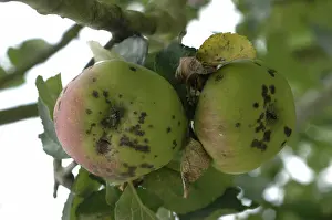 Scab: Apple scab infection