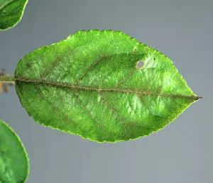 Scab: Apple scab (Venturia inaequalis)