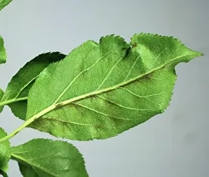 Scab: Apple scab (Venturia inaequalis)