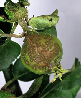 Severe: Apple scab (Venturia inaequalis) damage