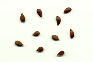 Apples: Apple Seeds