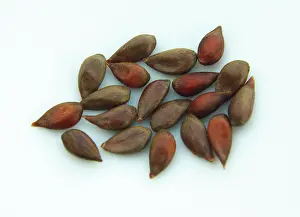 Acid: Apple Seeds