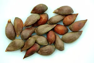 Acid: Apple Seeds