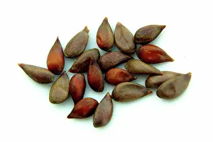 Acid: Apple Seeds