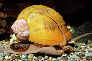 Gastropods: Apple SNAIL - Freshwater