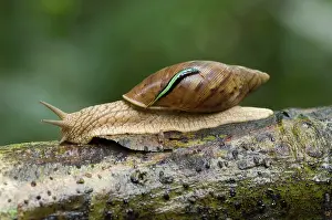 Amazonia: Apple Snail (Pomacea sp.), adult, with leech clinging