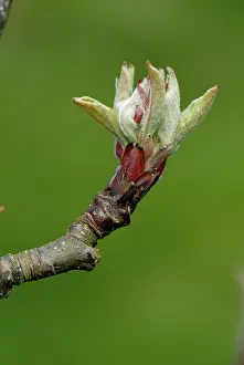 Burst: Apple tree