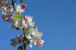 Apple: APPLE TREE