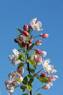 Apple: APPLE TREE