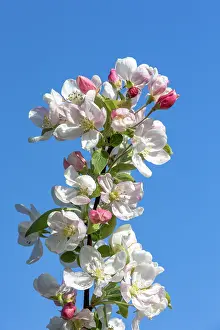 Apple: APPLE TREE
