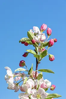 Apple: APPLE TREE