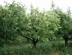 Chlorosis: Apple tree damaged by spider mites