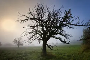 Creepy: Apple Tree dead tree in morning fog on a