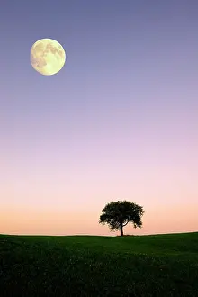 Moonlight: Apple tree on a hill with moon, evening mood, Schwenningen