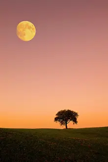 Moonlight: Apple tree on hills with moon, Schwenningen, Baden-W&, x32d34