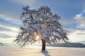 Maloideae: Apple tree (Malus), f. apple tree, in winter, Switzerland