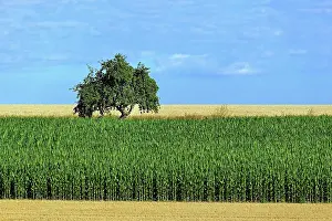 Maloideae: Apple tree (Malus) standing between a corn field