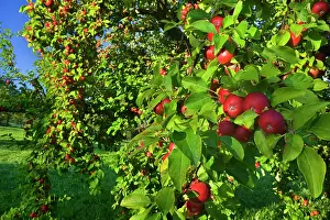 Schwaebische: Apple Tree with ripe red apples in orchard Autumn