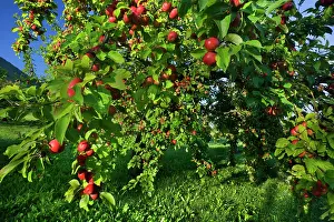 Schwaebische: Apple Tree with ripe red apples in orchard Autumn
