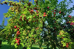 Schwaebische: Apple Tree with ripe red apples in orchard Autumn
