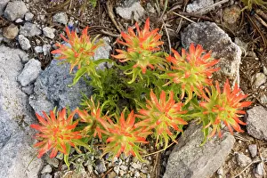 Castilleja: Applegate's Paintbrush