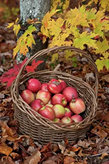 Appalachia: Apples