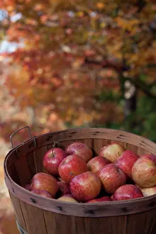 Appalachia: Apples