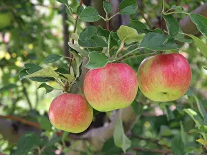 Orchards: Apples