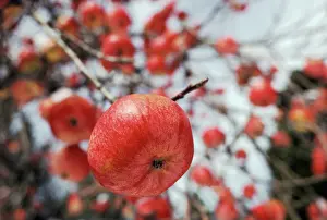 Apples: Apples