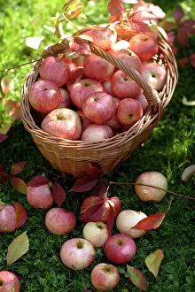 Pick: Apples in a basket