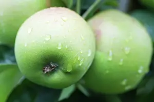 Blenheim: Apple