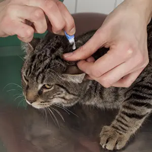 Flea: Application of an anti-flea on a cat to a vet