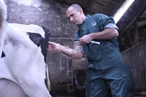 Backs: Application of an ointment intrauterine by a veterinarian