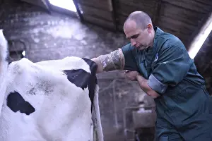 Backs: Application of an ointment intrauterine by a veterinarian