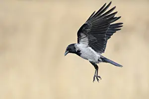 Corvid: On the approach... Hooded Crow (Corvus cornix) in flight