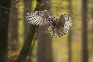 Pictures: The approach... Virginia eagle owl (Bubo virginianus) in flight
