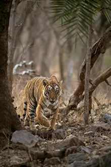 Madhopur: Approaching wild tiger (Panthera tigris tigris)
