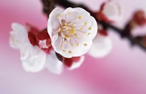 Armeniaca: Apricot
