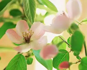 Apricot: Apricot