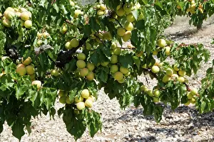 Apricots: Apricot - fruit