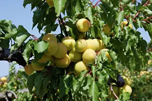 Apricots: Apricot - fruit