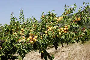 Apricots: Apricot - fruit