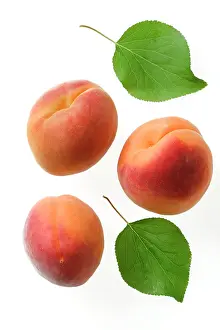 Apricots: Apricot Fruit & leaves